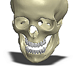3D model of maxillo-facial
